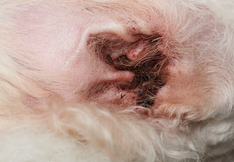 dirty dog ear ear infections image