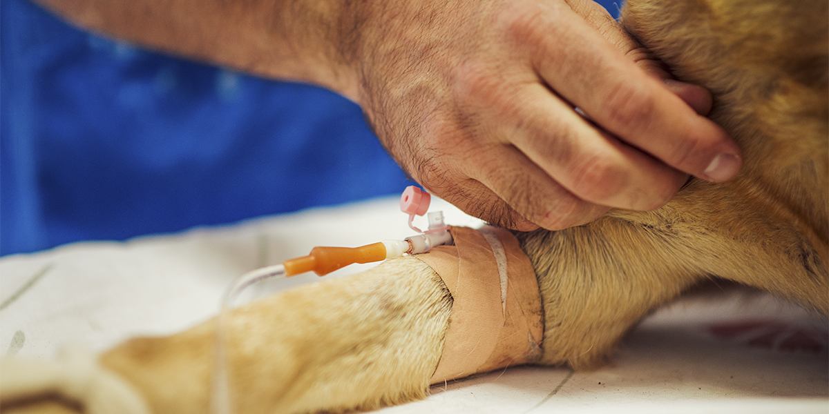 image of dog receiving iv treatment, recovering from sepsis