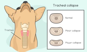 image of tracheal collapse in dogs