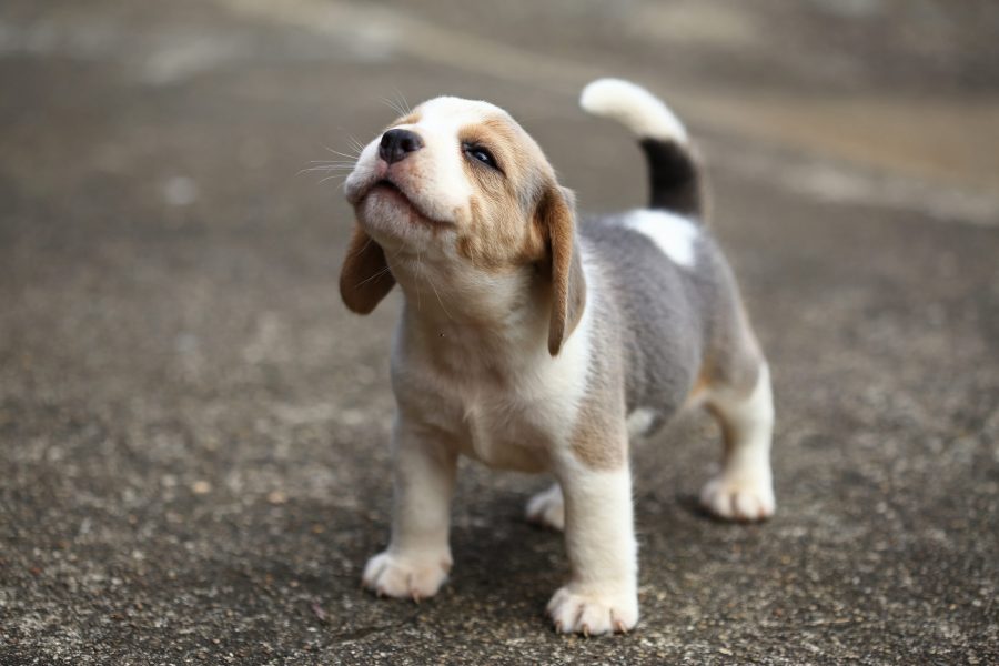 image of Puppy shots and pet vaccinations, preventative pet healthcare