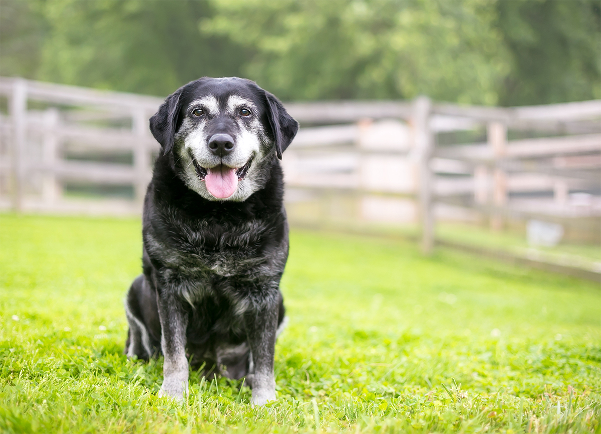 senior dog and veterinary pet care in Dunedin, Clearwater and Palm Harbor
