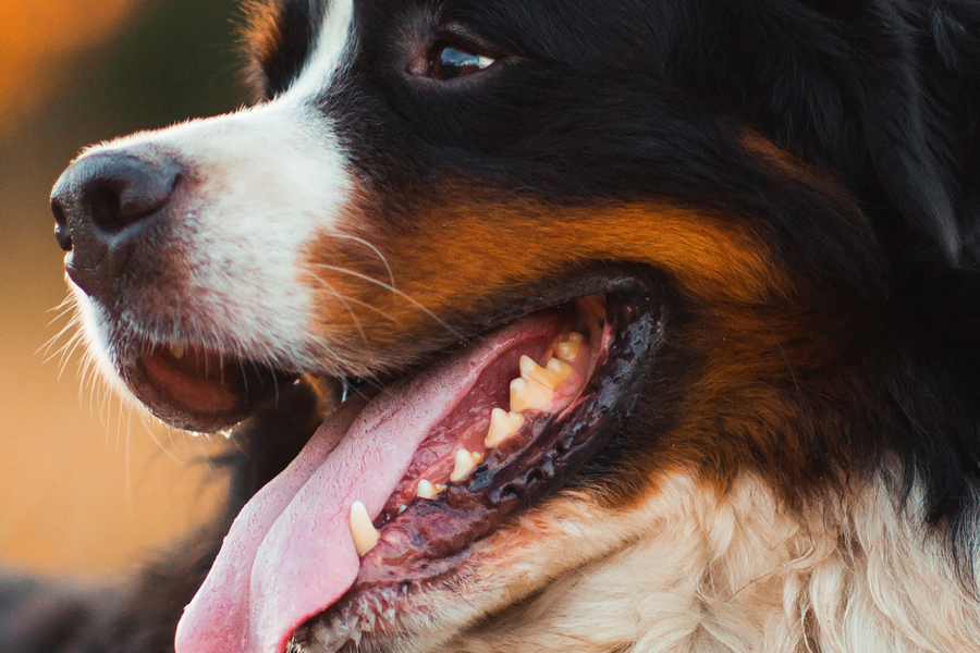 6 Interesting Facts About Dog Teeth - Dunedin Animal Medical Center
