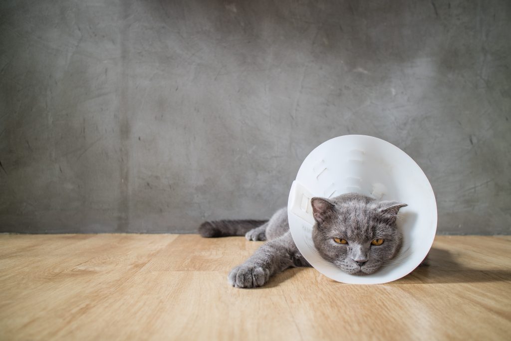 image of cat wearing cone, recovering spay or neuter