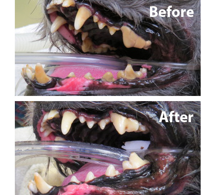 Does my dog need their teeth cleaned? Periodontal Disease