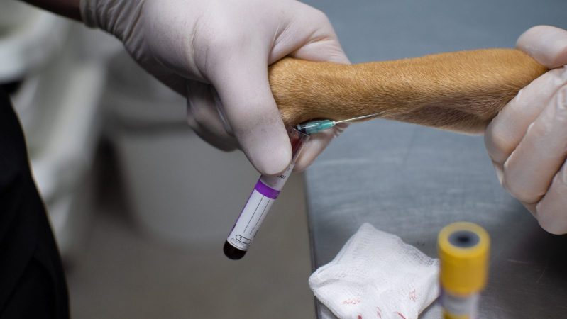 Close-up. The doctor draws a blood sample from the dog's front paw with a needle for analysis. Veterinary procedure for taking venous blood from an animal for laboratory analysis..