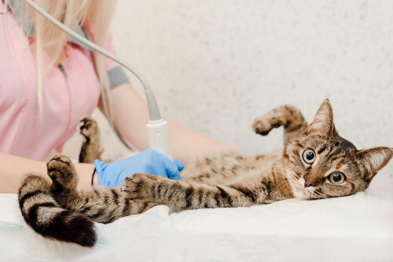 cat getting ultrasound at Dunedin vet clinic