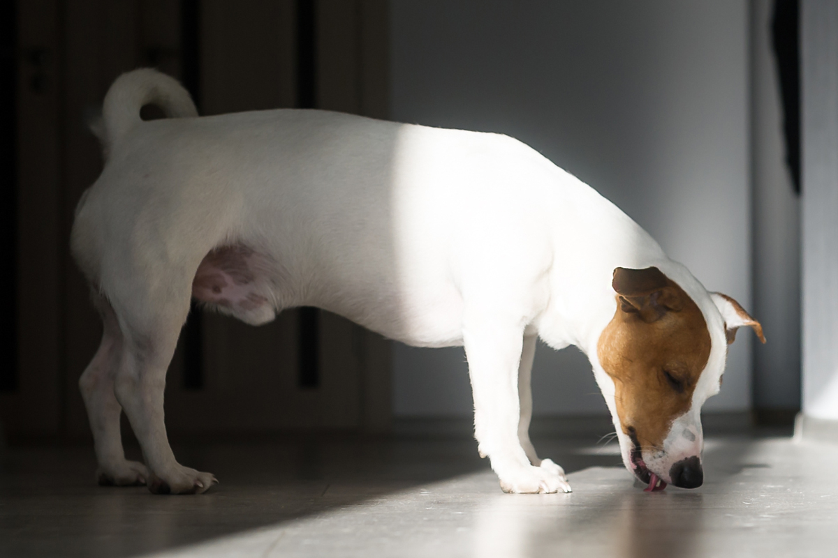 image of dog licking floor Ethylene Glycol