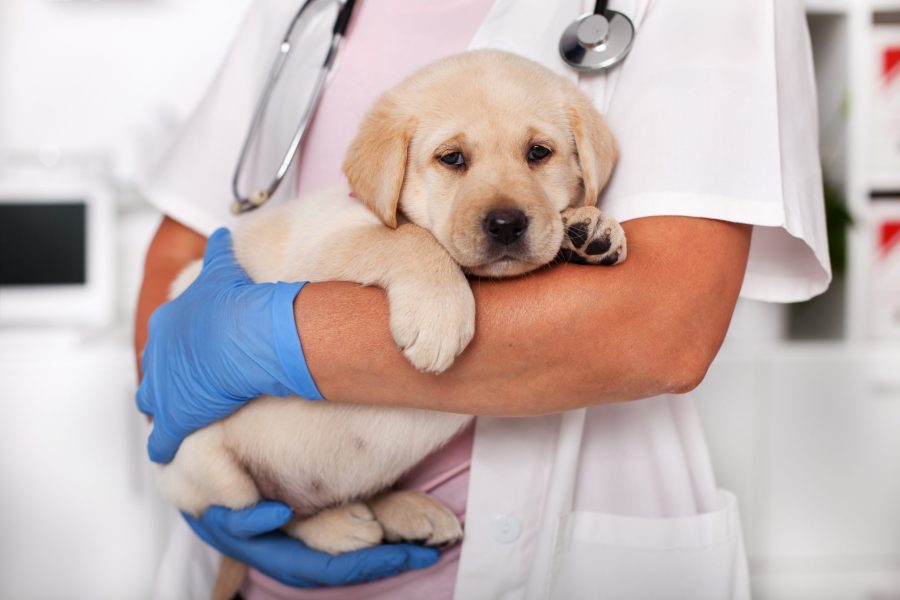 image of Cute Labrador puppy dog sitting comfortably in the arms of a Dunedin veterinarian