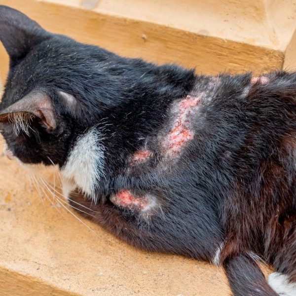 skin rash on cat