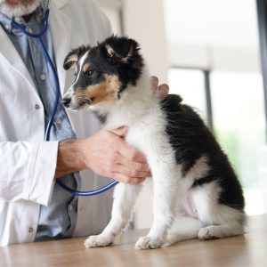 Pet wellness exams in Dunedin and Clearwater