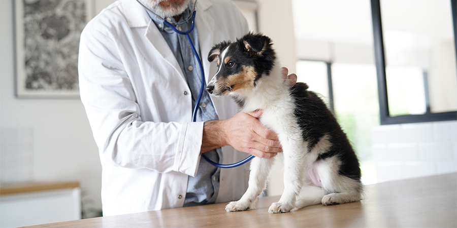 image of puppy getting a wellness exam