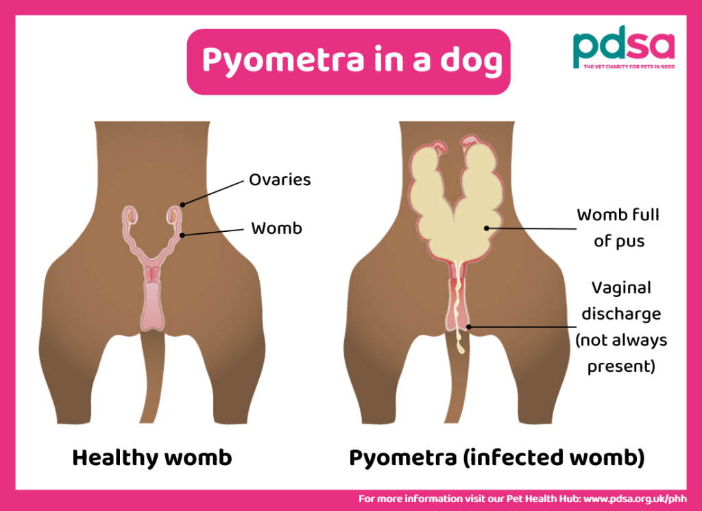 image of pyometra in dogs.