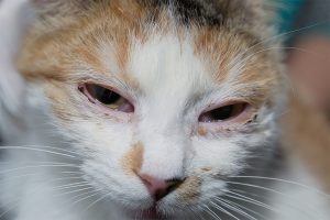 image of cat with infected eyes