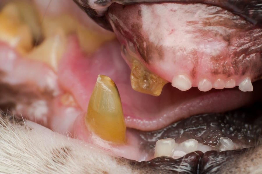 cat with dentition, fractured teeth and bacterial plaque