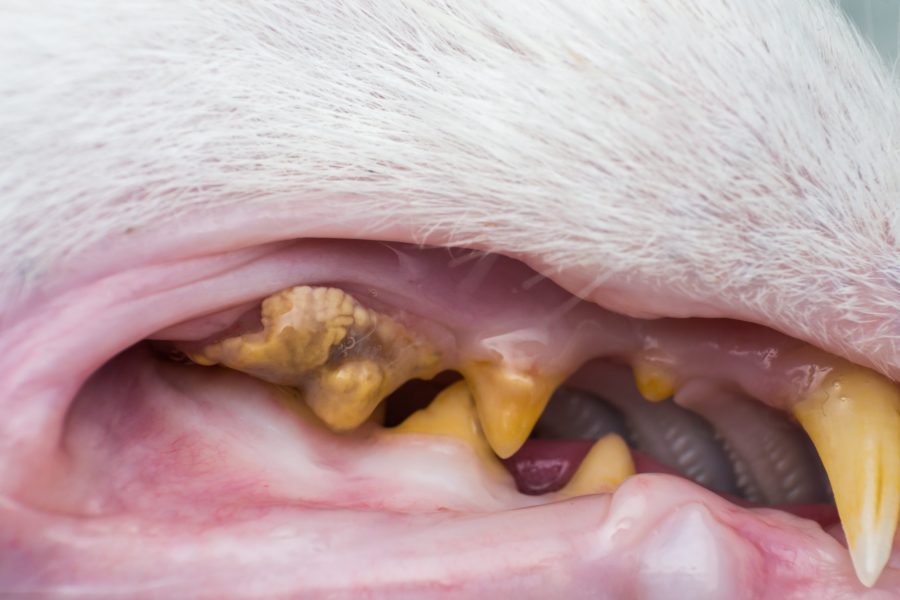 cat teeth with tartar and gum retraction
