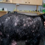 Causes of Pet Skin Infections