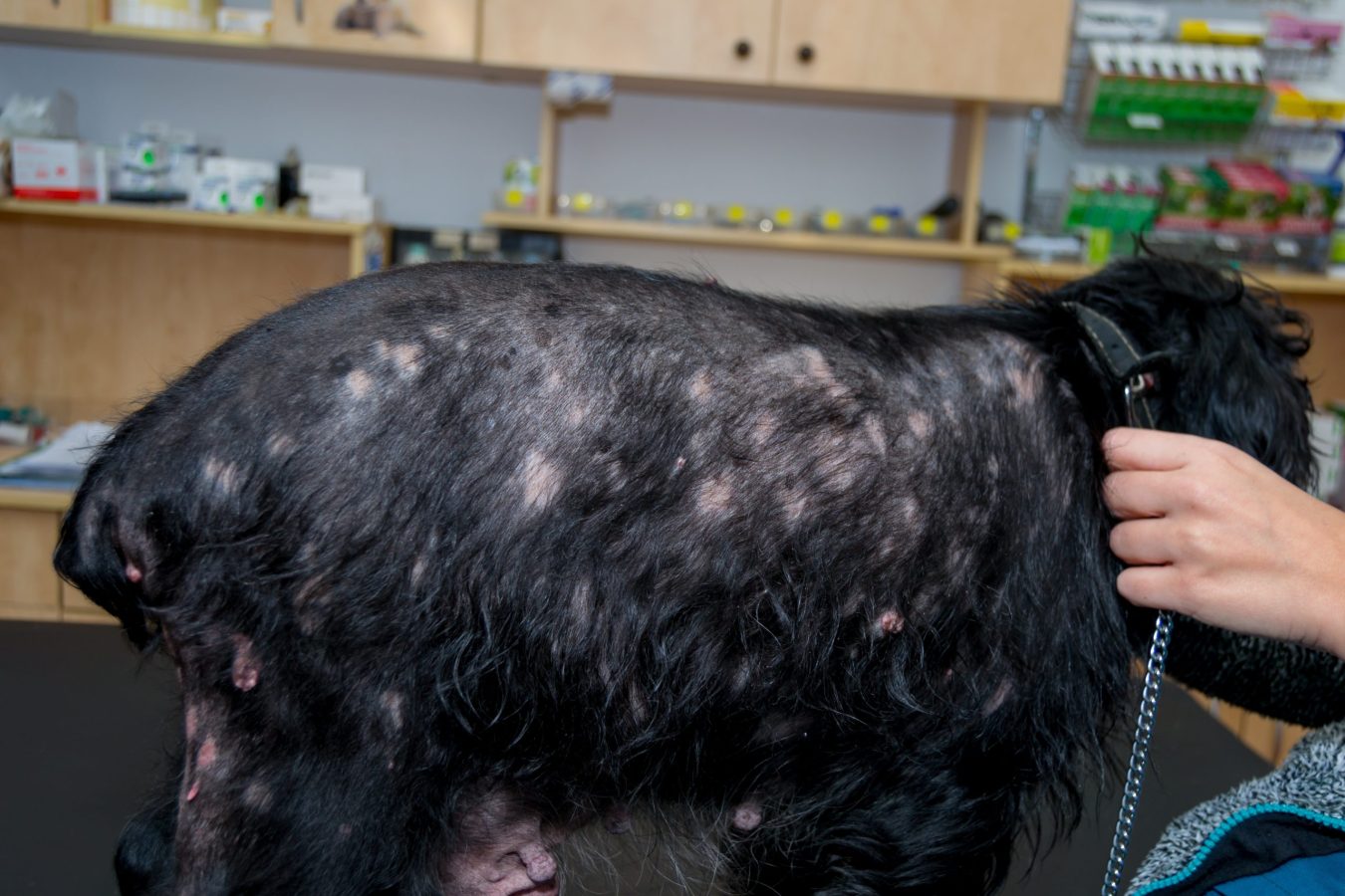image of old dog with dermatitis