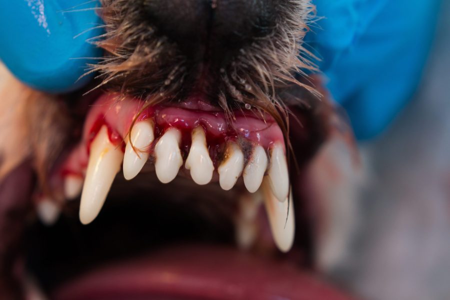 pet tooth infection