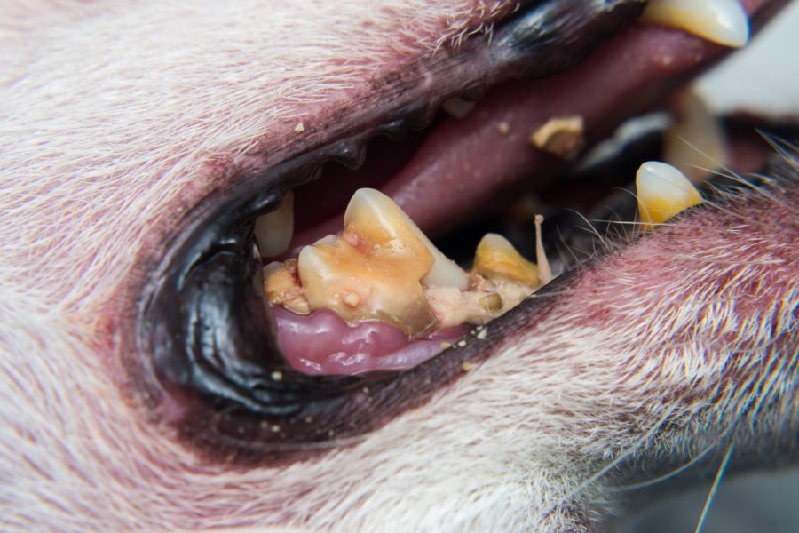 image of dog teeth with tartar or bacterial plaque