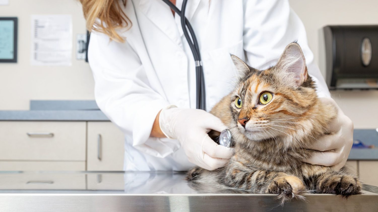 Don’t Skimp on Preventative Pet Care