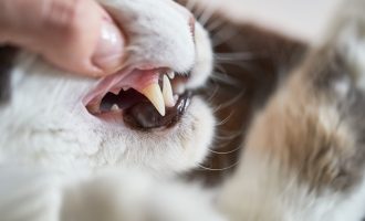 image of feline dental care
