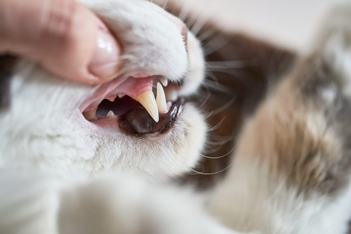 image of feline dental care