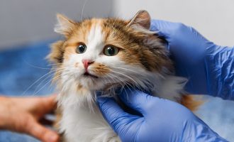 image of common ailments in Florida cats