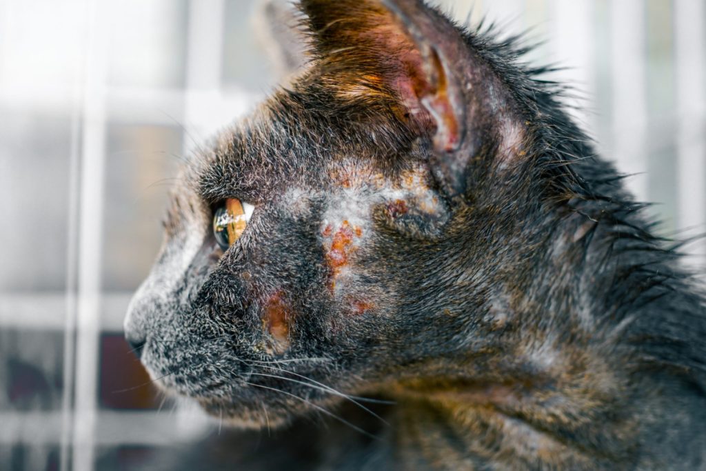 image of ringworm in cats