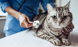 image of sick cat at Dunedin veterinarian