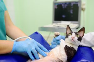 image of at having ultrasound scan during the examination in veterinary clinic. Pet health. Care animal.